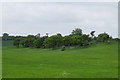 Group of trees on hillside in CM0 8PL