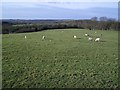 Sheep Pastures near Darwell Hole in TN33 9BF
