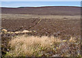Heathland to the west of Aikenhead in AB31 6LT