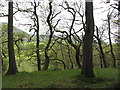 Trees in Cwm Llwch in LD3 8LE