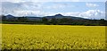 Oilseed rape, Balgonie in KY7 6HJ