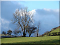Beech Tree at Pen-y-Castell in SY18 6NR