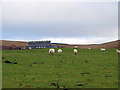 Pasture near Rhanc-y-mynydd in SY19 7BW