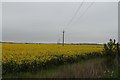 Oil Seed Rape field and Electricity Poles in PE24 4RZ