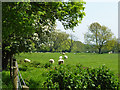 Sheep near Kingswood in Kingswood (Maidstone)