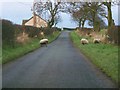 Sheep on the road at Fernieshaw in ML1 5NQ