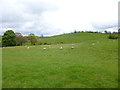 Old Hutton, sheep grazing in Old Hutton and Holmescales