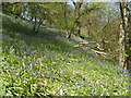 Bluebells in Raisdale in TS9 7JJ