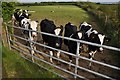 North Devon : Cattle Grazing in EX17 4SW