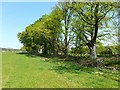 Shelter belt, Broom House Farm in NE61 4AT