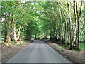 Kiln Road - Spring beeches in HP23 6LT