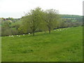 Sheep Pasture north of Cockshoot in GL6 6UB