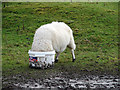 Sheep's head in a bucket in SY20 8SG