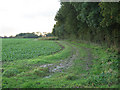 The Track Beside The Wood in NR9 4AN