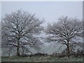 Two frosty trees in LU7 0LB