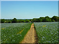 Footpath through the flax in CM16 7PU