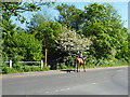 Riding on Church Lane, Doddinghurst in CM15 0NA