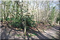 Footpath junction, Bashurst Copse in RH13 0NU