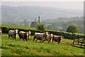 Mid Devon : Cattle Grazing in EX15 1PW