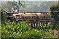 Mid Devon : Cows at a Gate in EX15 1PW
