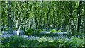 Darroch Wood bluebells in PH10 6QT