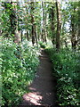Path through the spinney in NN12 7UF