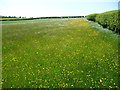 Meadow in May in Newcastle on Clun
