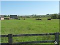 Cattle grazing at Bottom House in ST13 7QJ