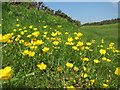 Buttercups near Seaford Golf Course in BN25 2XJ