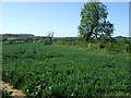 Farmland near Harlaxton in NG32 1HE