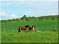 Horses in a field, Calstone Wellington in SN11 8PZ