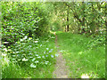 Access path, Durfold Wood in RH14 0PN