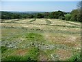 Recently mown hayfield in ST10 2HW