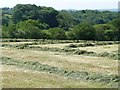 Hayfield above wooded valley in ST10 2HW