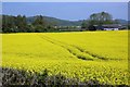 Rapeseed near Holme Lacy in HR2 6LN
