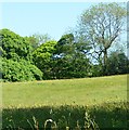 Trees and farmland, Ipstones Park in ST10 2HW