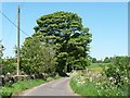 Large tree along Shaw-wall Lane in ST10 2HU