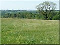 Flowery meadow near Littleheath Houses in ST10 2JB