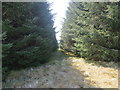 Firebreak in the forest on Achlachan Moss in KW12 6UW