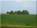 Copse in a field of cereal near Chatteris in PE16 6GZ