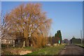 Willow tree in winter in Gorefield