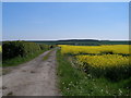 Track to Wingate Grange Farm from the north in Wheatley Hill