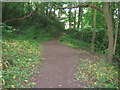 Woodland path on the banks of the River Tees in DL2 1DH