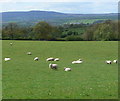 Grazing sheep next to the A456 in DY14 9JA