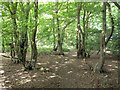 Path through the hornbeams in RM4 1XX