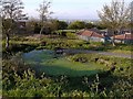 Pond, Windy Nook Nature Park in NE10 9SJ