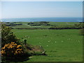 Sheep and cattle on the coastal grassland in LL36 9NH