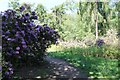 Rhododendrons at Entrance path to Twigmoor Wood in DN20 9NF