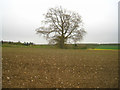 Lone tree - Bradley farmland in GU34 5RS