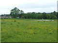 Horse and pond in a field at Colemore Green in WV16 4SN
